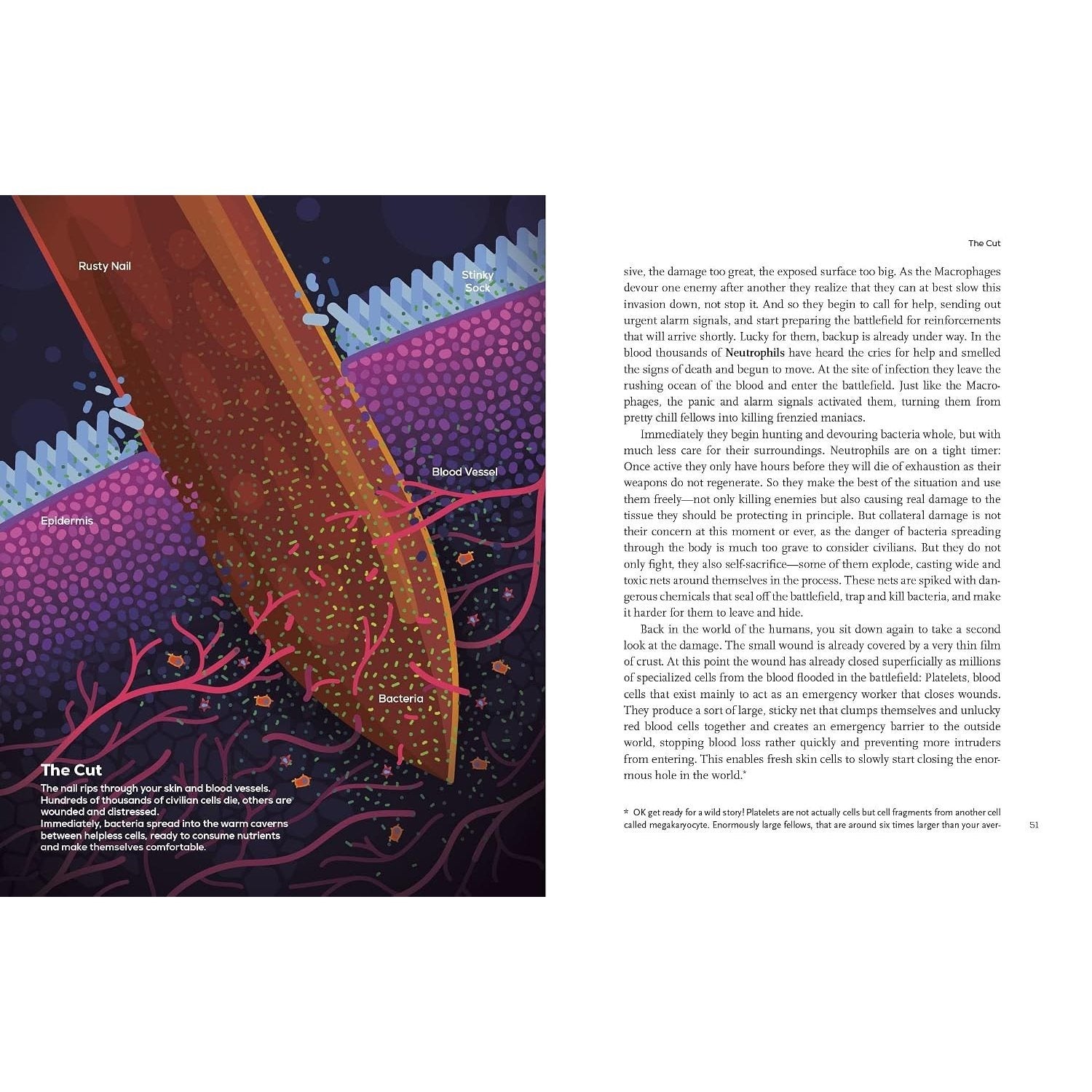 Immune: A Journey Into the Mysterious System That Keeps You Alive