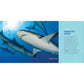 Sharks for Kids: A Junior Scientist's Guide to Great Whites, Hammerheads, and Other Sharks in the Sea