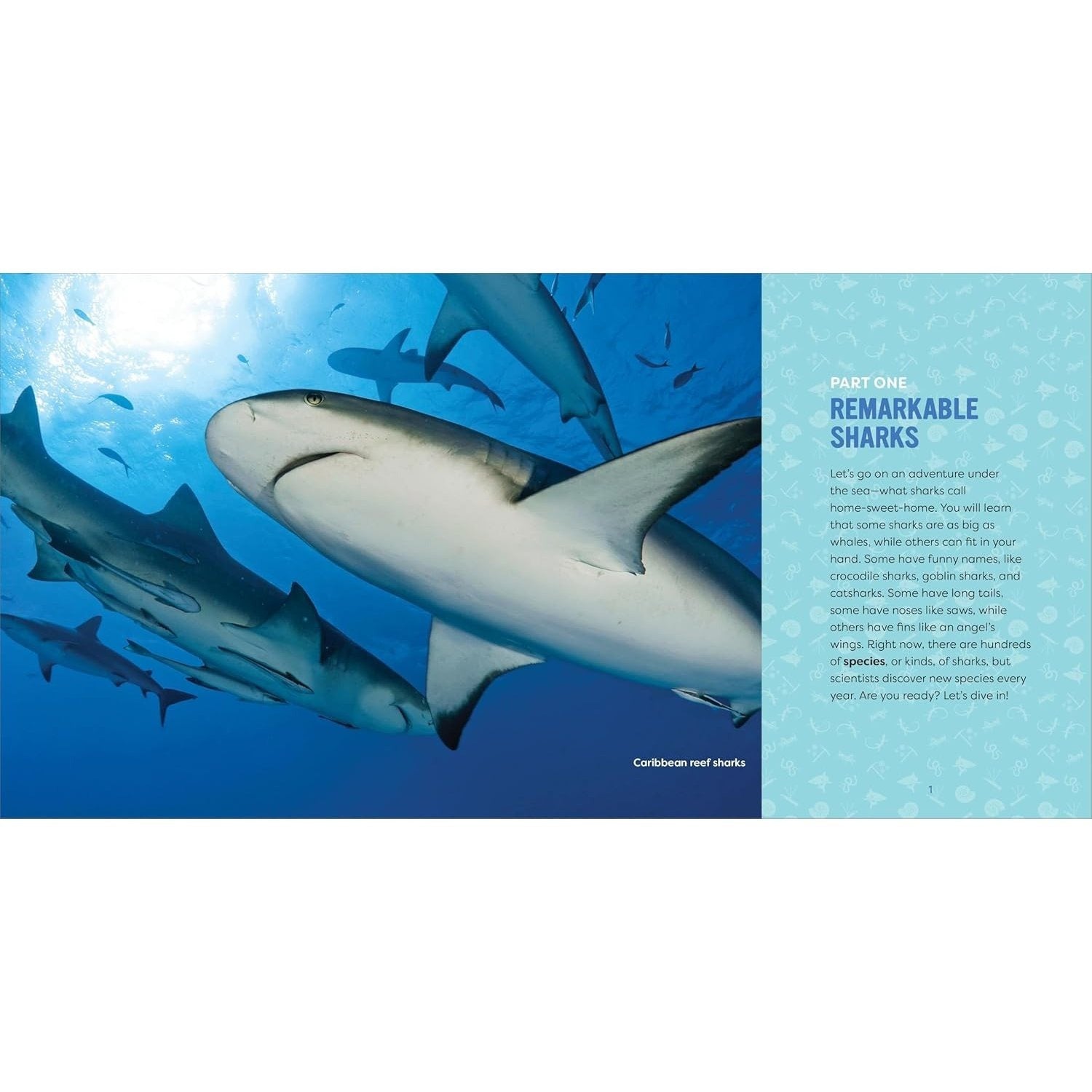Sharks for Kids: A Junior Scientist's Guide to Great Whites, Hammerheads, and Other Sharks in the Sea