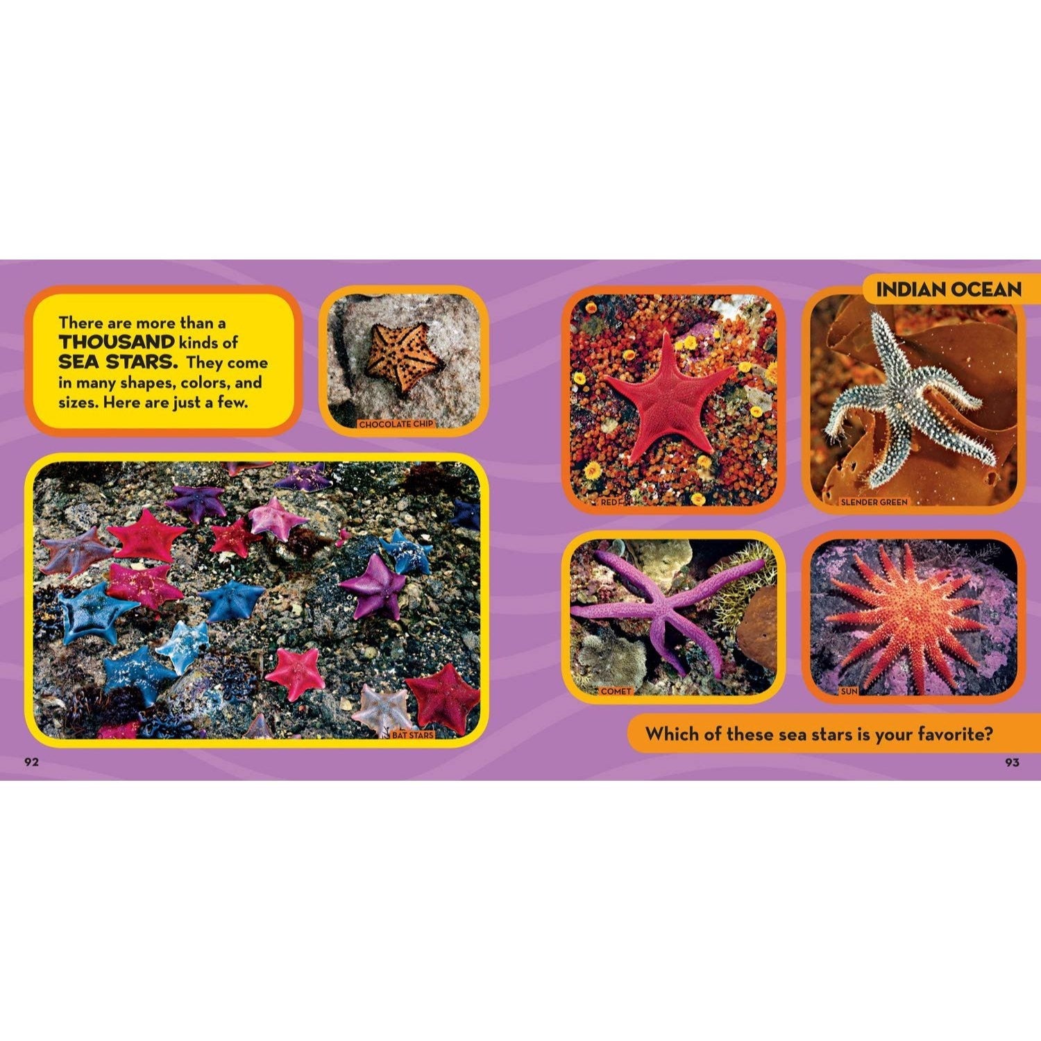National Geographic Little Kids First Big Book of the Ocean (National Geographic Little Kids First Big Books) (Spiral Bound)