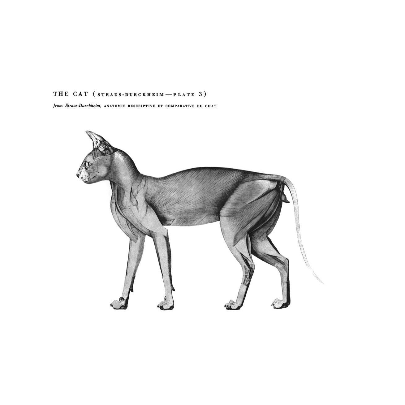 An Atlas of Animal Anatomy for Artists