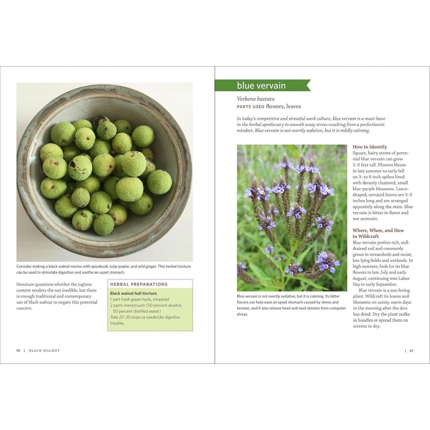 Midwest Medicinal Plants: Identify, Harvest, and Use 109 Wild Herbs for Health and Wellness (Medicinal Plants) (Spiral Bound)