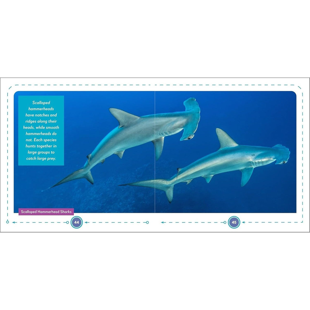 My First Book of Sharks: All about the Largest Fish in the Sea for Kids