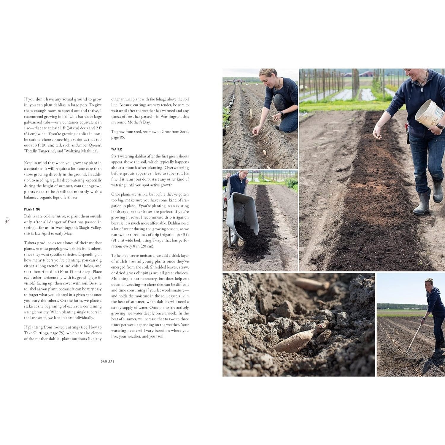 Floret Farm's Discovering Dahlias: A Guide to Growing and Arranging Magnificent Blooms