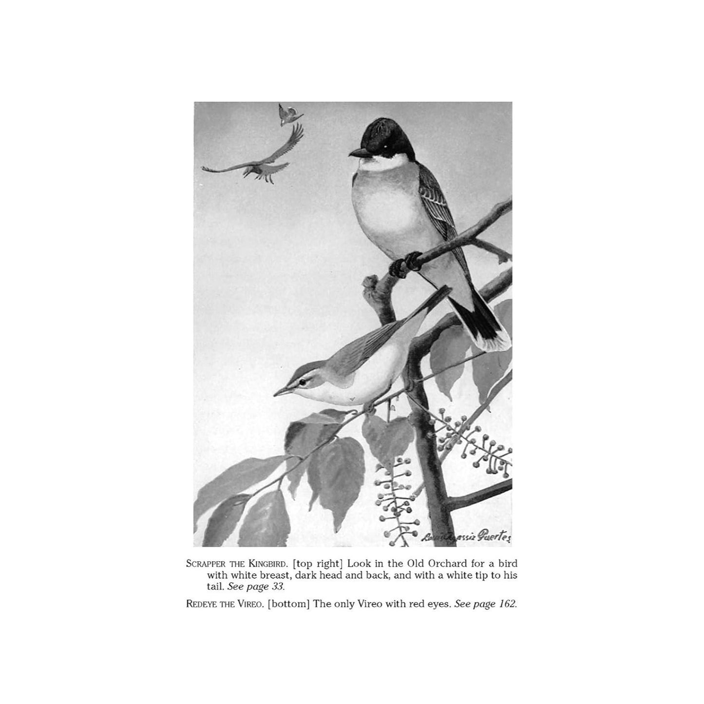 The Burgess Bird Book for Children