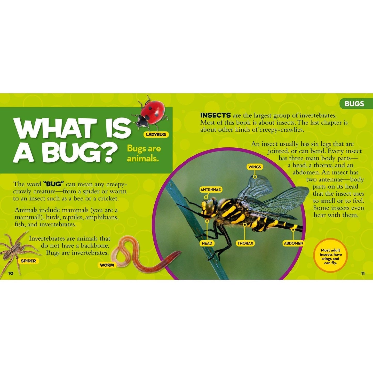 Little Kids First Big Book of Bugs (National Geographic Little Kids First Big Books) (Spiral Bound)