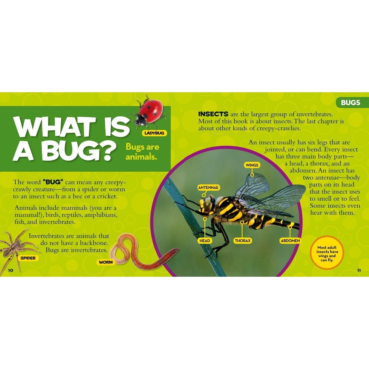 Little Kids First Big Book of Bugs (National Geographic Little Kids First Big Books) (Spiral Bound)