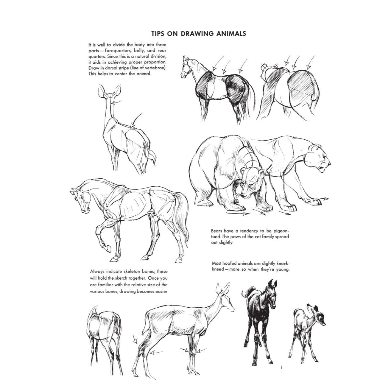 The Art of Animal Drawing: Construction, Action Analysis, Caricature (Revised)