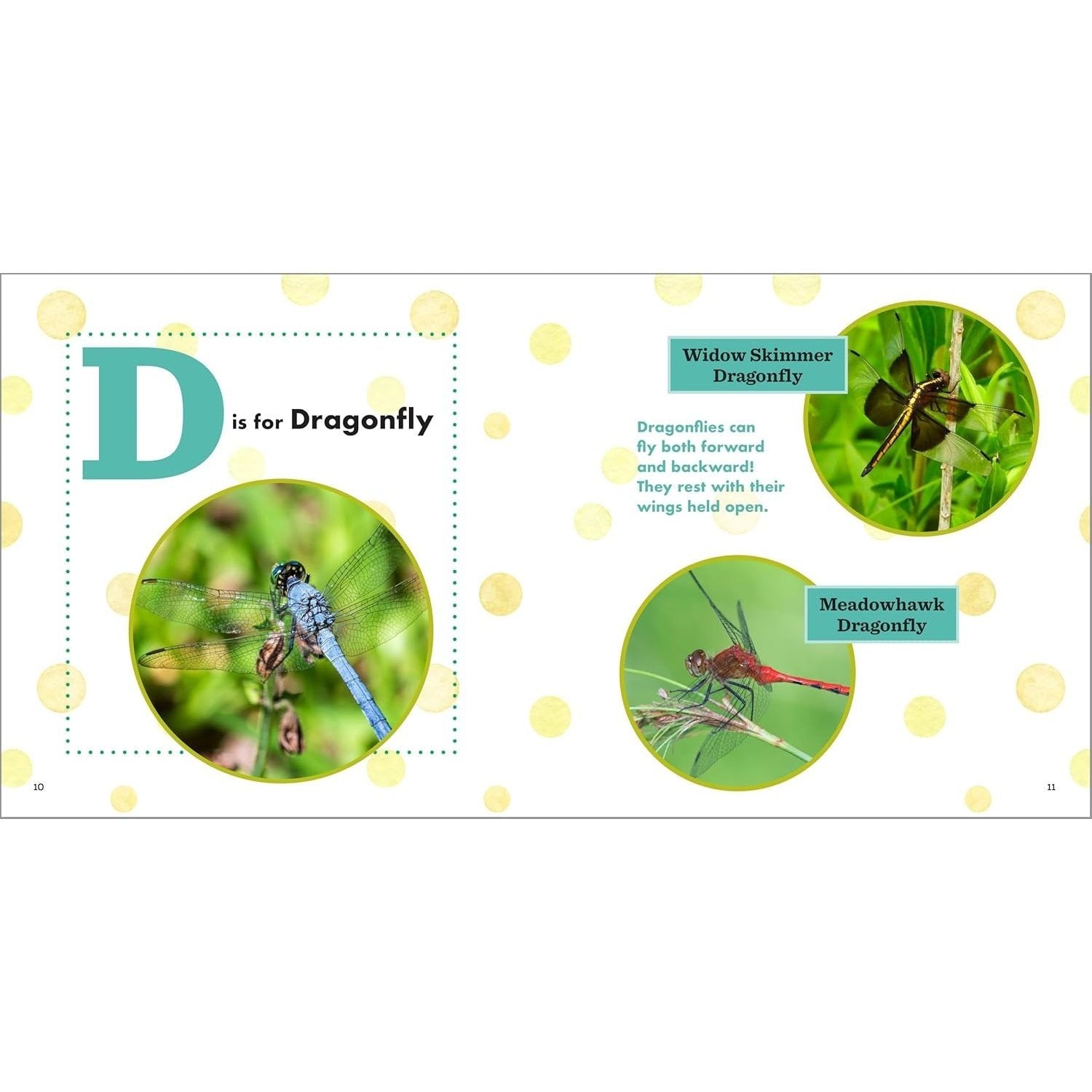 ABC Bug Book for Kids (Spiral Bound)
