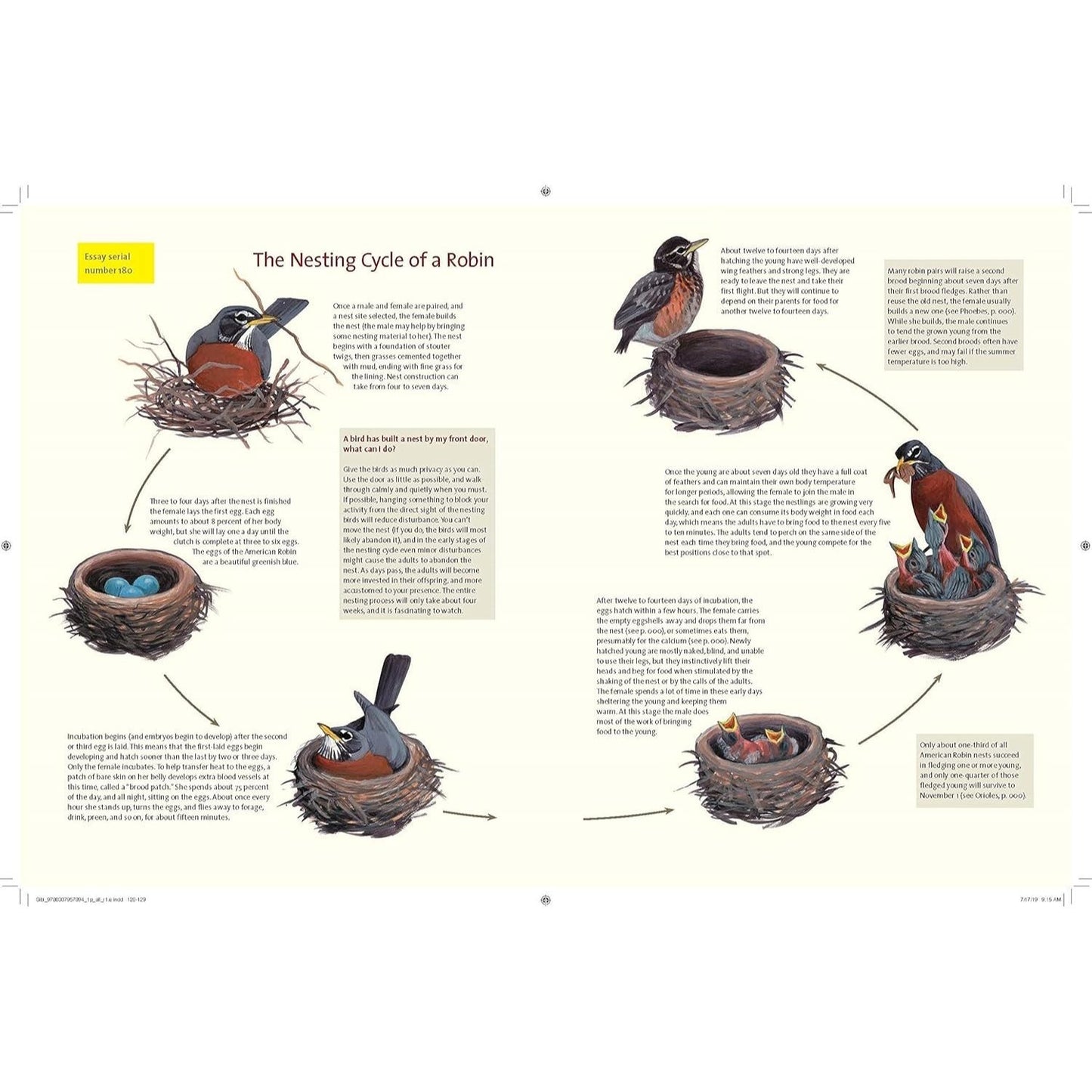 What It's Like to Be a Bird: From Flying to Nesting, Eating to Singing--What Birds Are Doing, and Why (Spiral Bound)