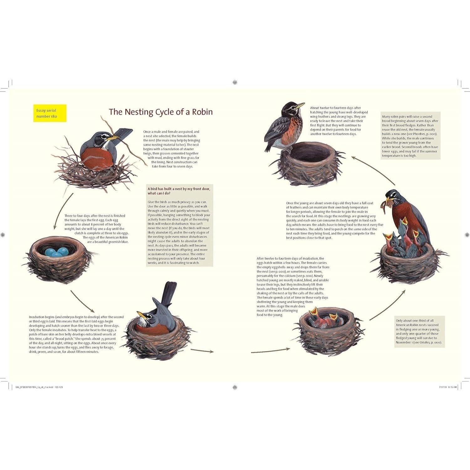 What It's Like to Be a Bird: From Flying to Nesting, Eating to Singing--What Birds Are Doing, and Why (Spiral Bound)