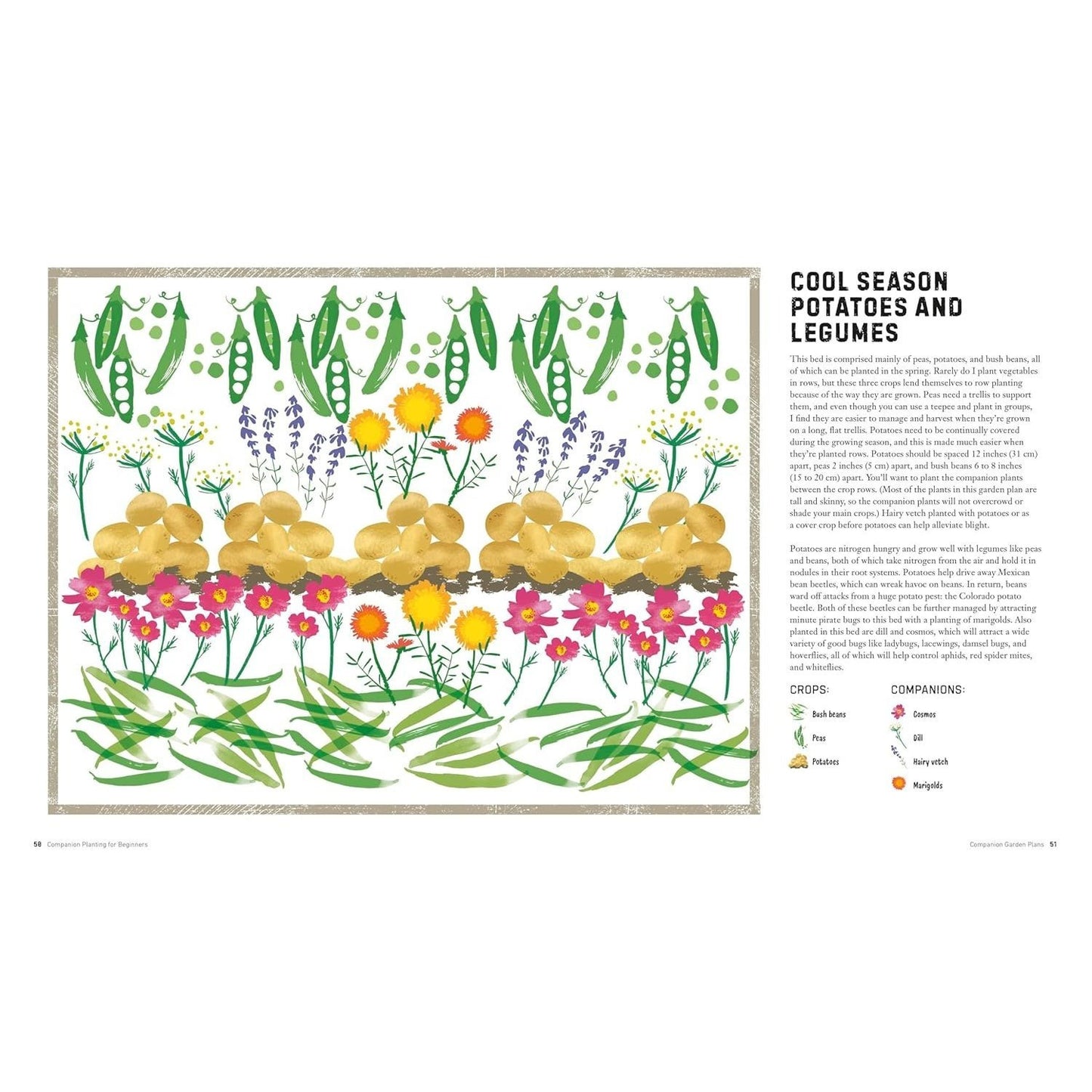 Companion Planting for Beginners: Pair Your Plants for a Bountiful, Chemical-Free Vegetable Garden (Spiral Bound)