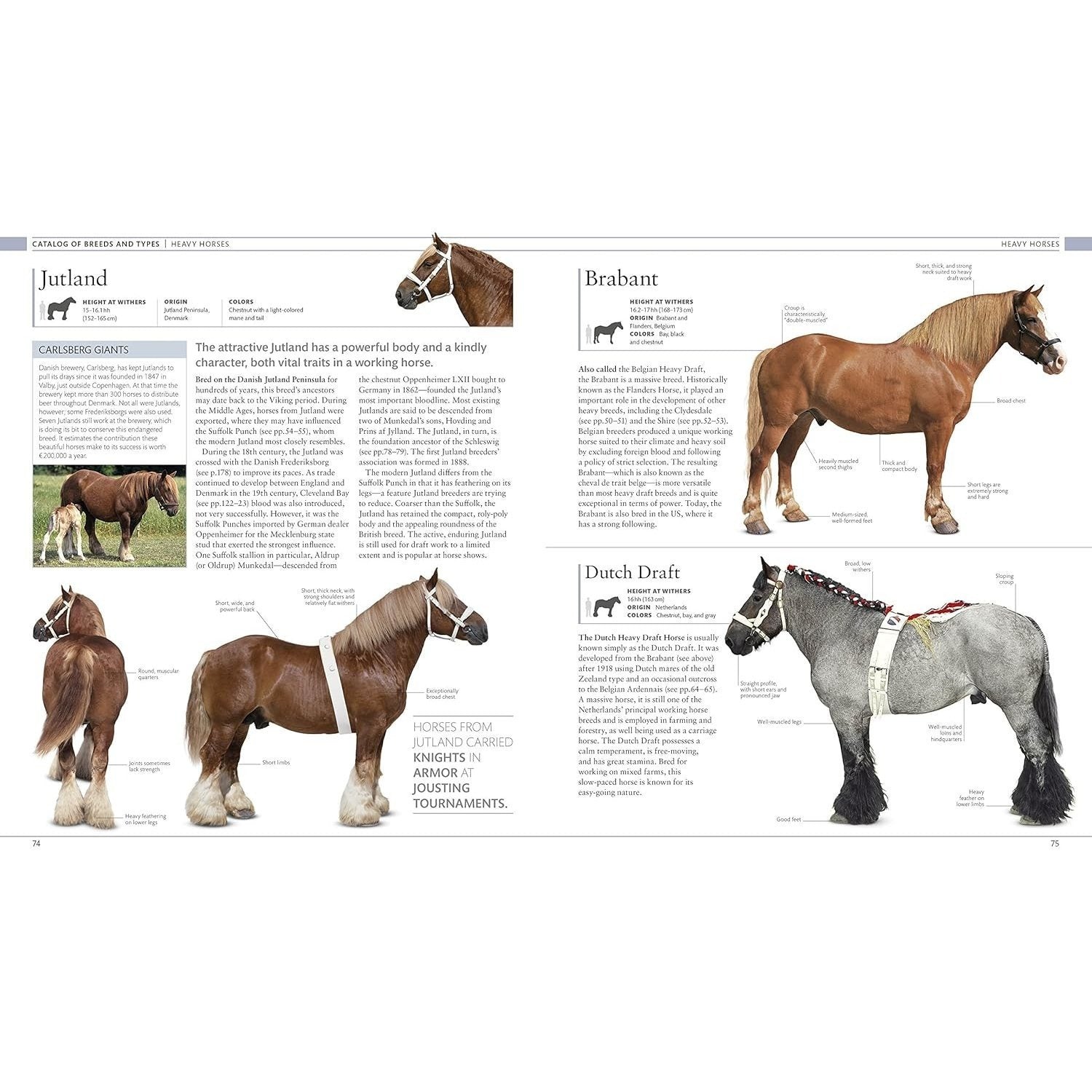 The Horse Encyclopedia (DK Pet Encyclopedias)
