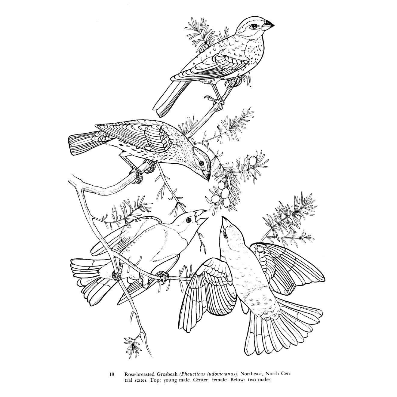 Audubon's Birds of America Coloring Book