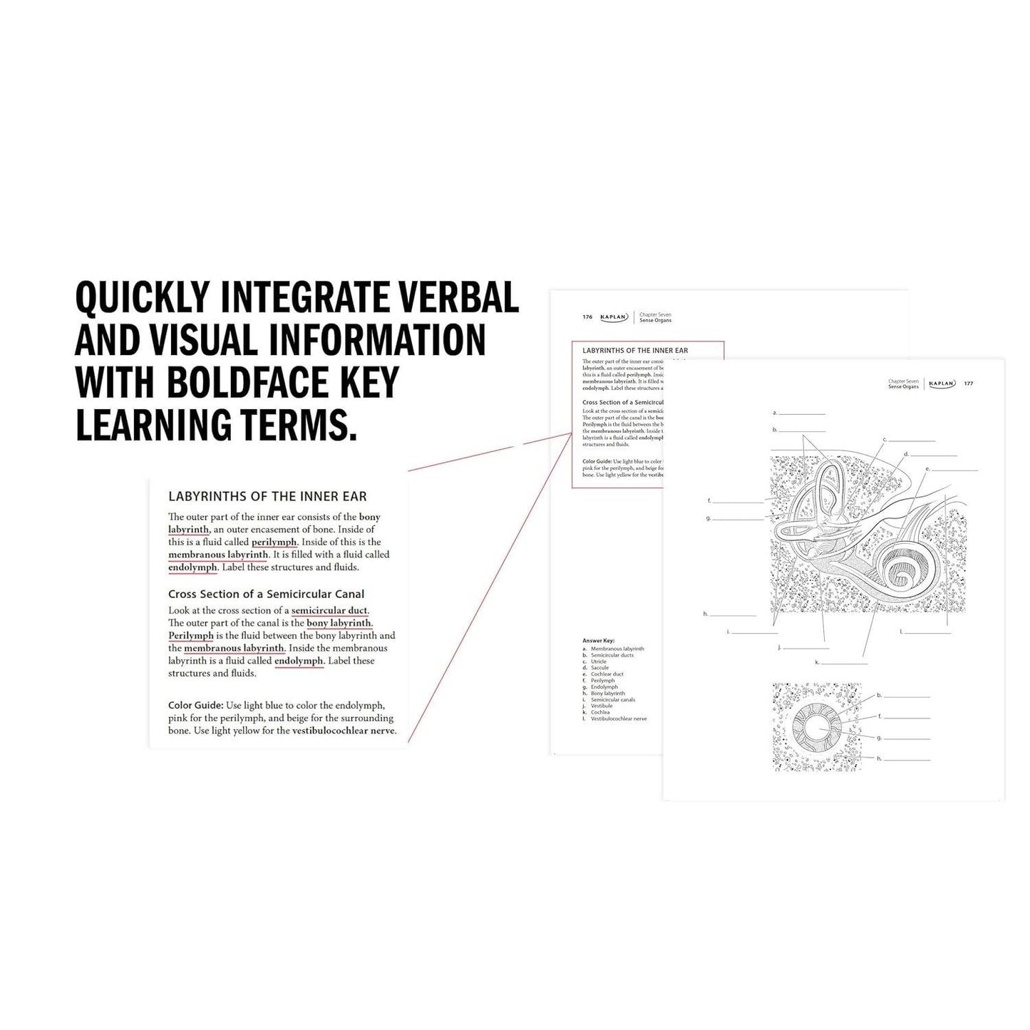 Anatomy Coloring Book with 450+ Realistic Medical Illustrations with Quizzes for Each (Spiral Bound)