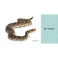 Snakes for Kids: A Junior Scientist's Guide to Venom, Scales, and Life in the Wild (Junior Scientists)