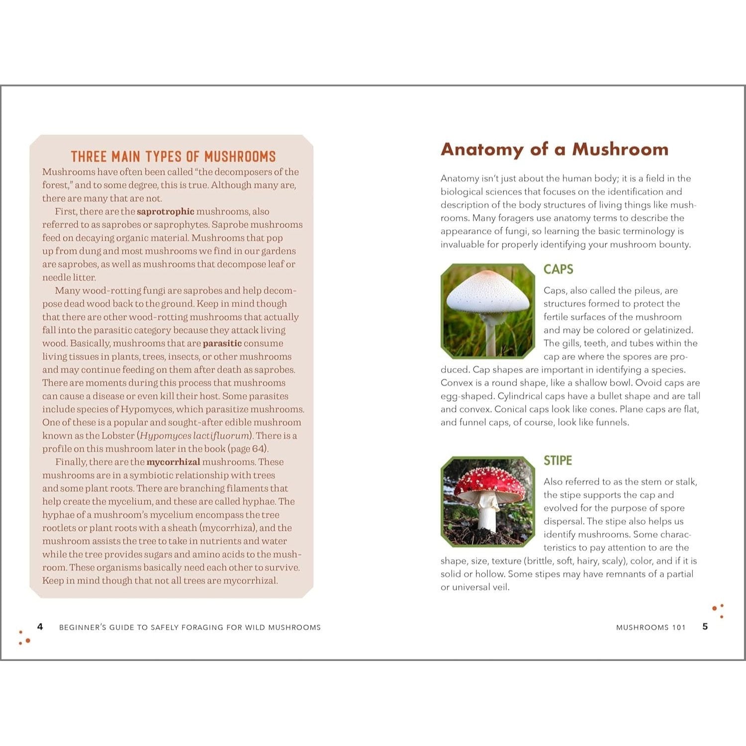 Beginner's Guide to Safely Foraging for Wild Mushrooms: Identifying and Collecting Mushrooms Sustainably with Confidence