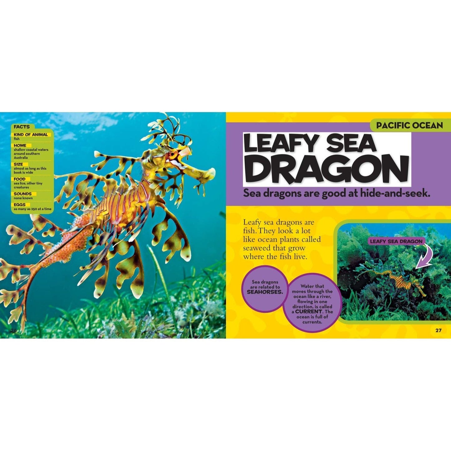 National Geographic Little Kids First Big Book of the Ocean (National Geographic Little Kids First Big Books) (Spiral Bound)