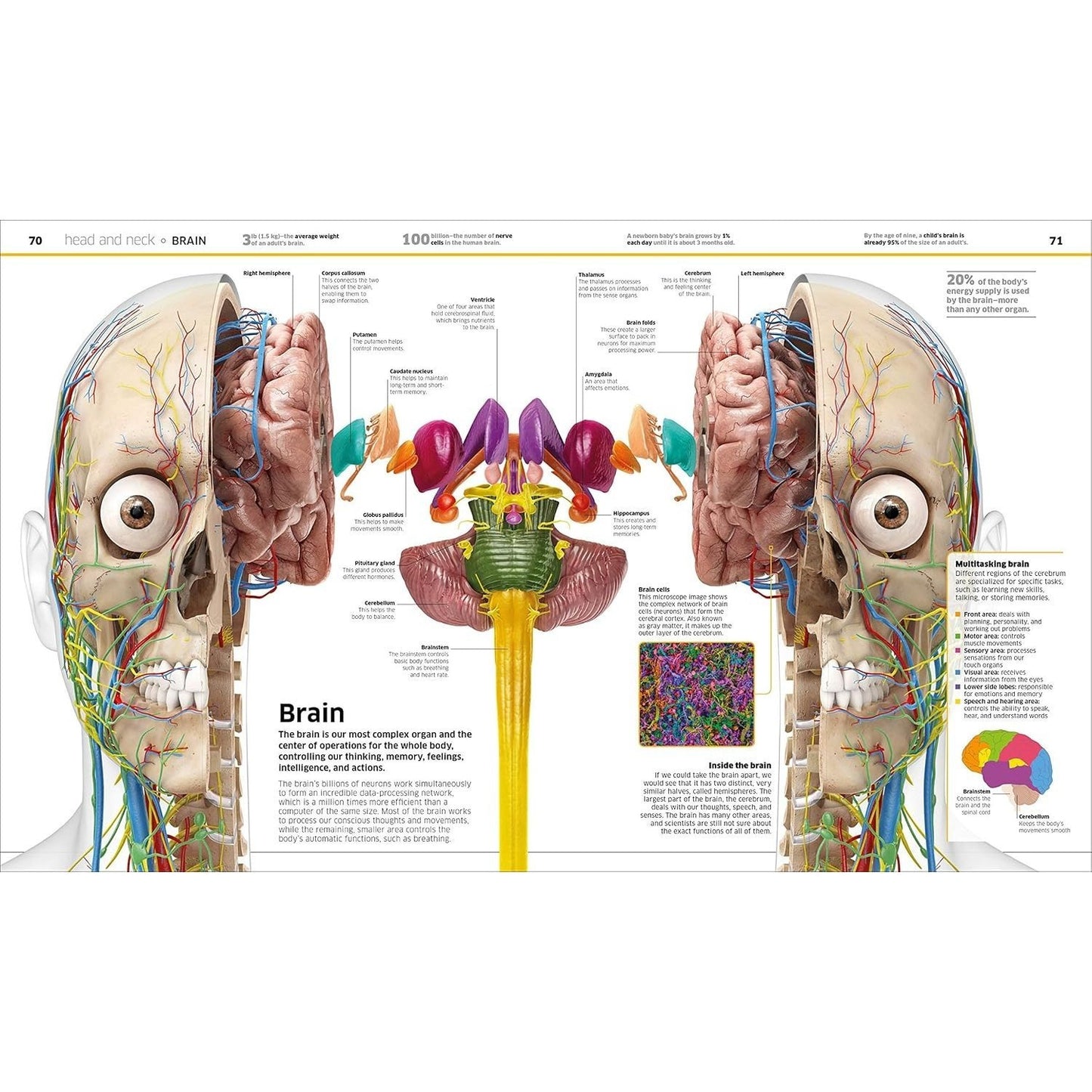 Knowledge Encyclopedia Human Body!