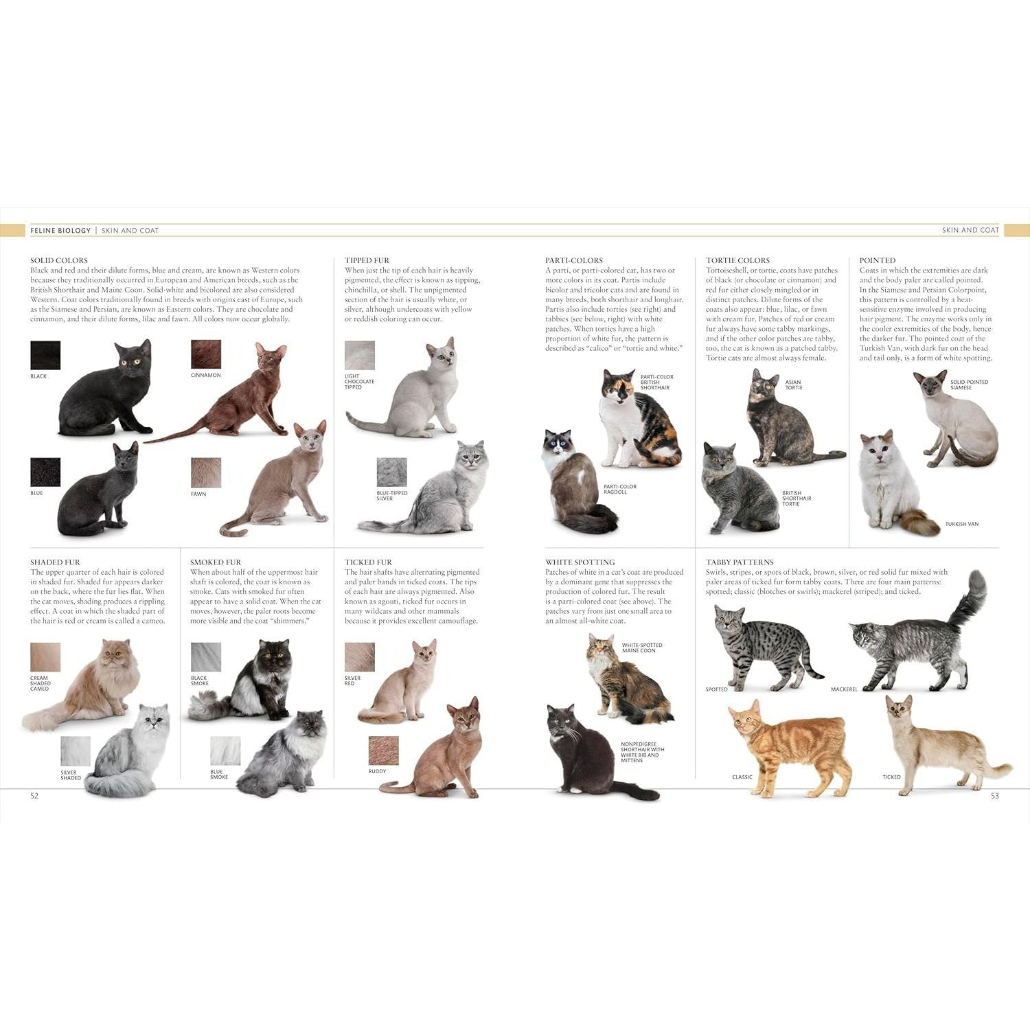 The Cat Encyclopedia: The Definitive Visual Guide (DK Pet Encyclopedias) (Spiral Bound)