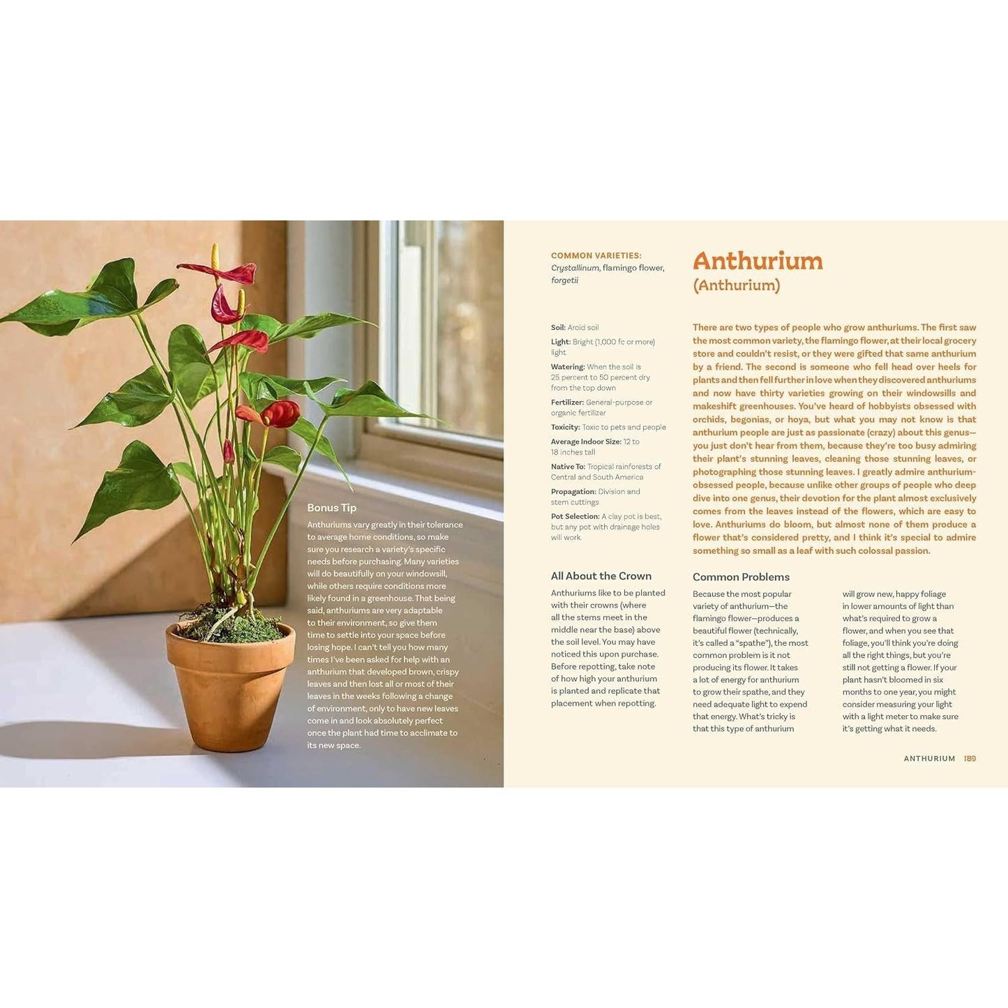 For the Love of Houseplants: Caring for & Keeping Plants with Confidence