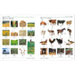 Japanese - English Bilingual Visual Dictionary