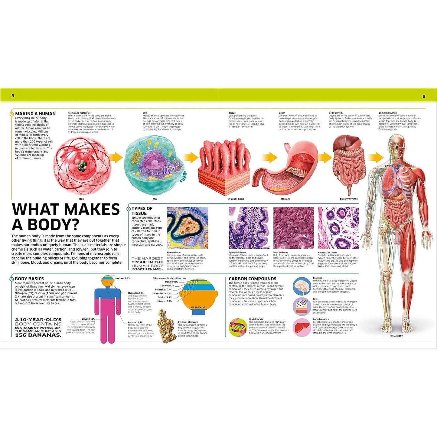 Knowledge Encyclopedia Human Body!