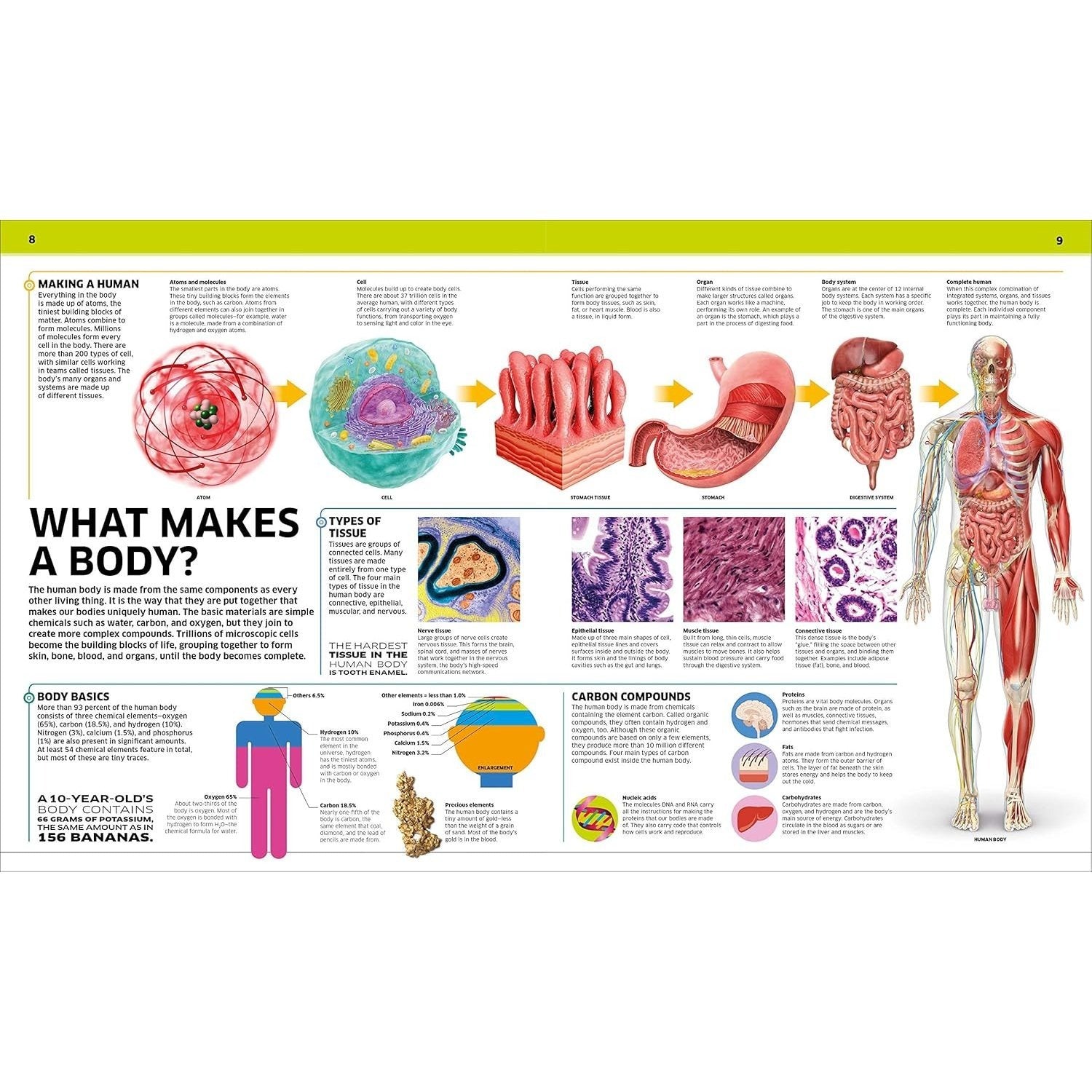 Knowledge Encyclopedia Human Body!