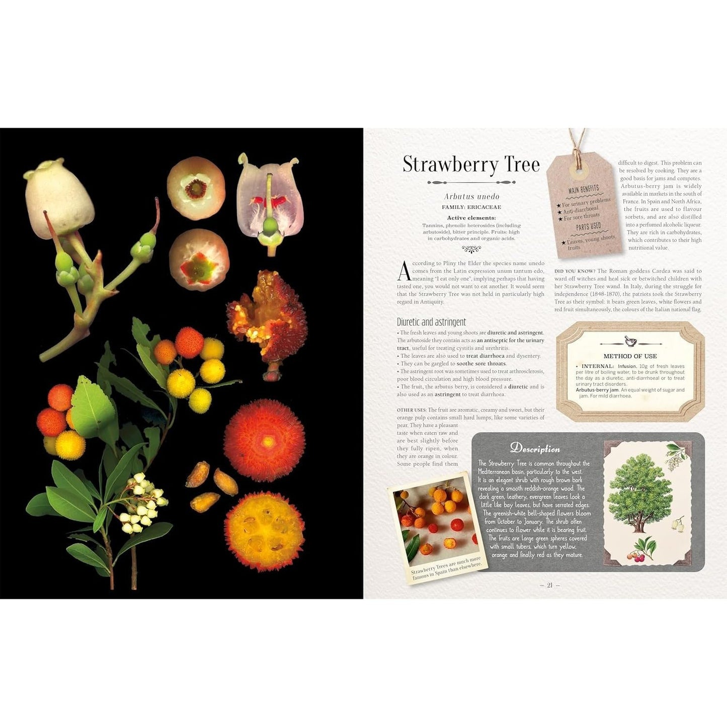 100 Plants That Heal: The Illustrated Herbarium of Medicinal Plants
