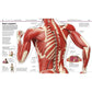 Knowledge Encyclopedia Human Body!