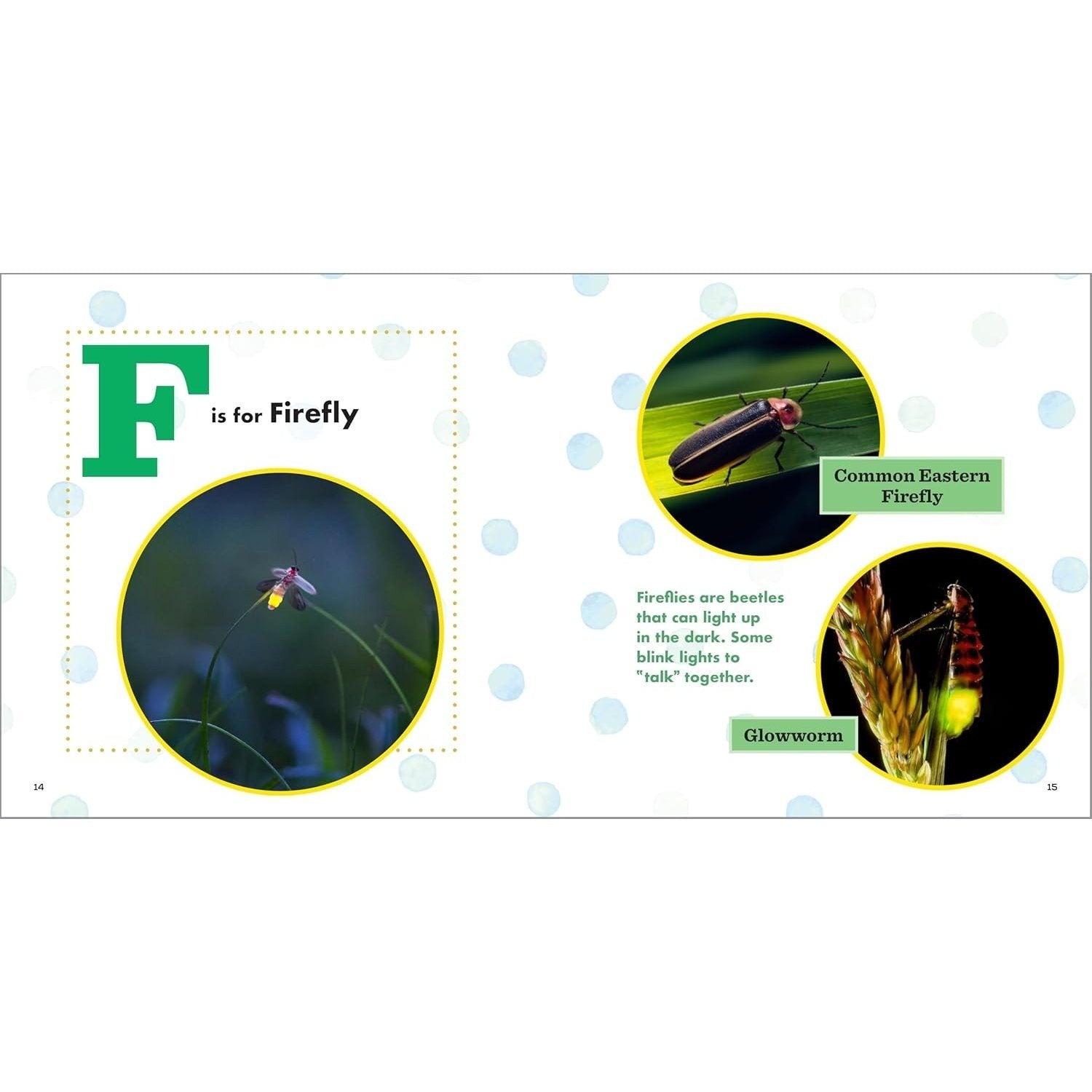 ABC Bug Book for Kids (Spiral Bound)