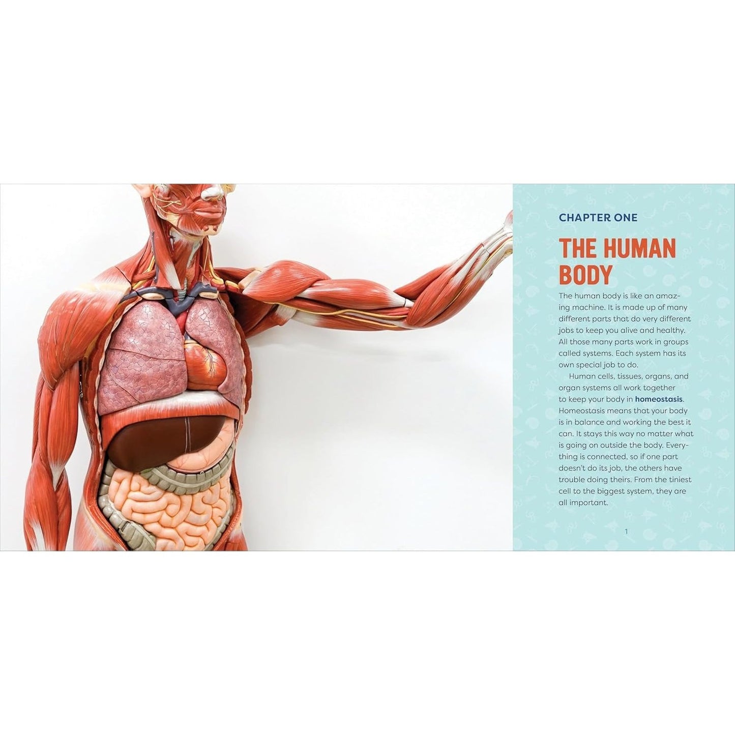 Human Anatomy for Kids: A Junior Scientist's Guide to How We Move, Breathe, and Grow