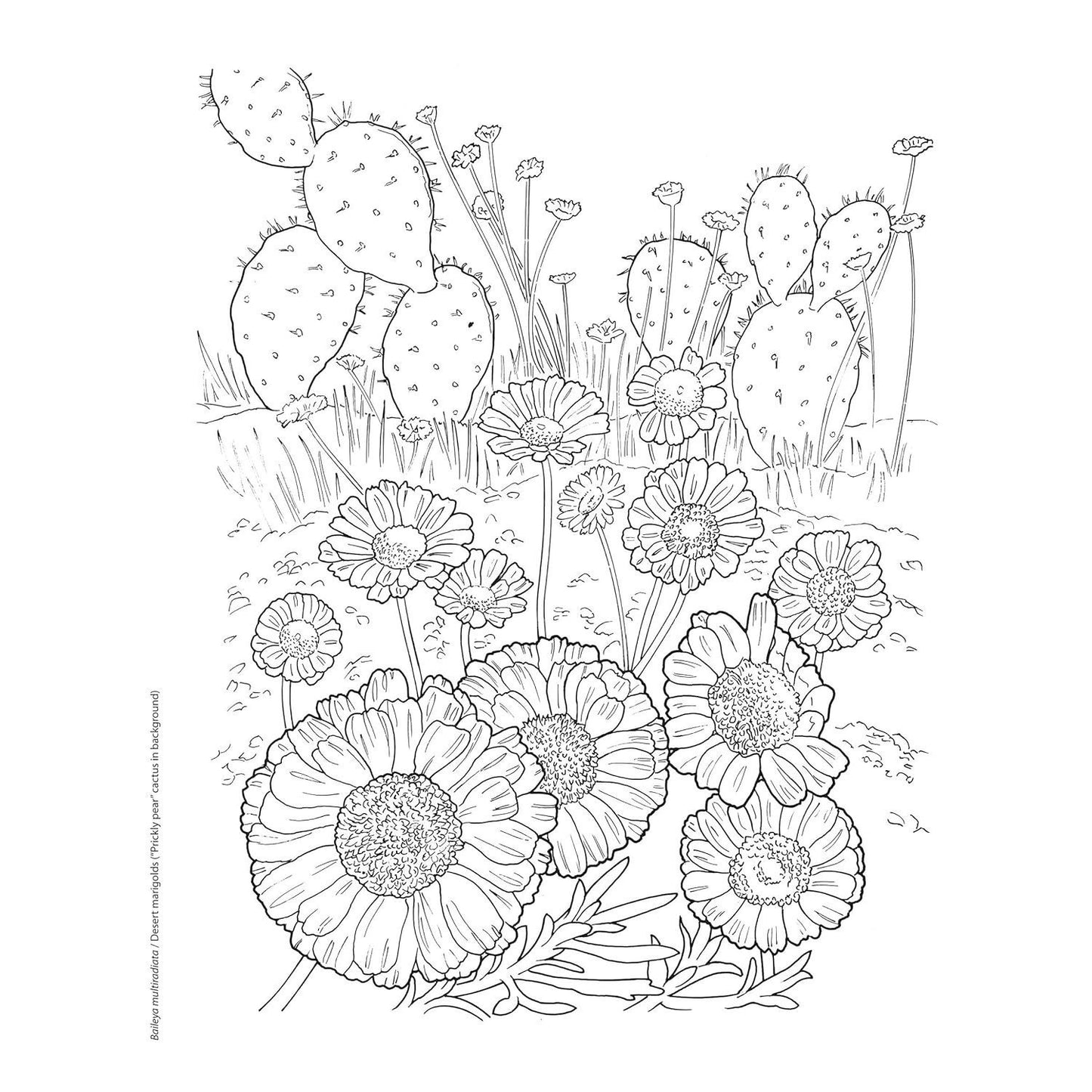 Creative Haven Desert Blooms Coloring Book