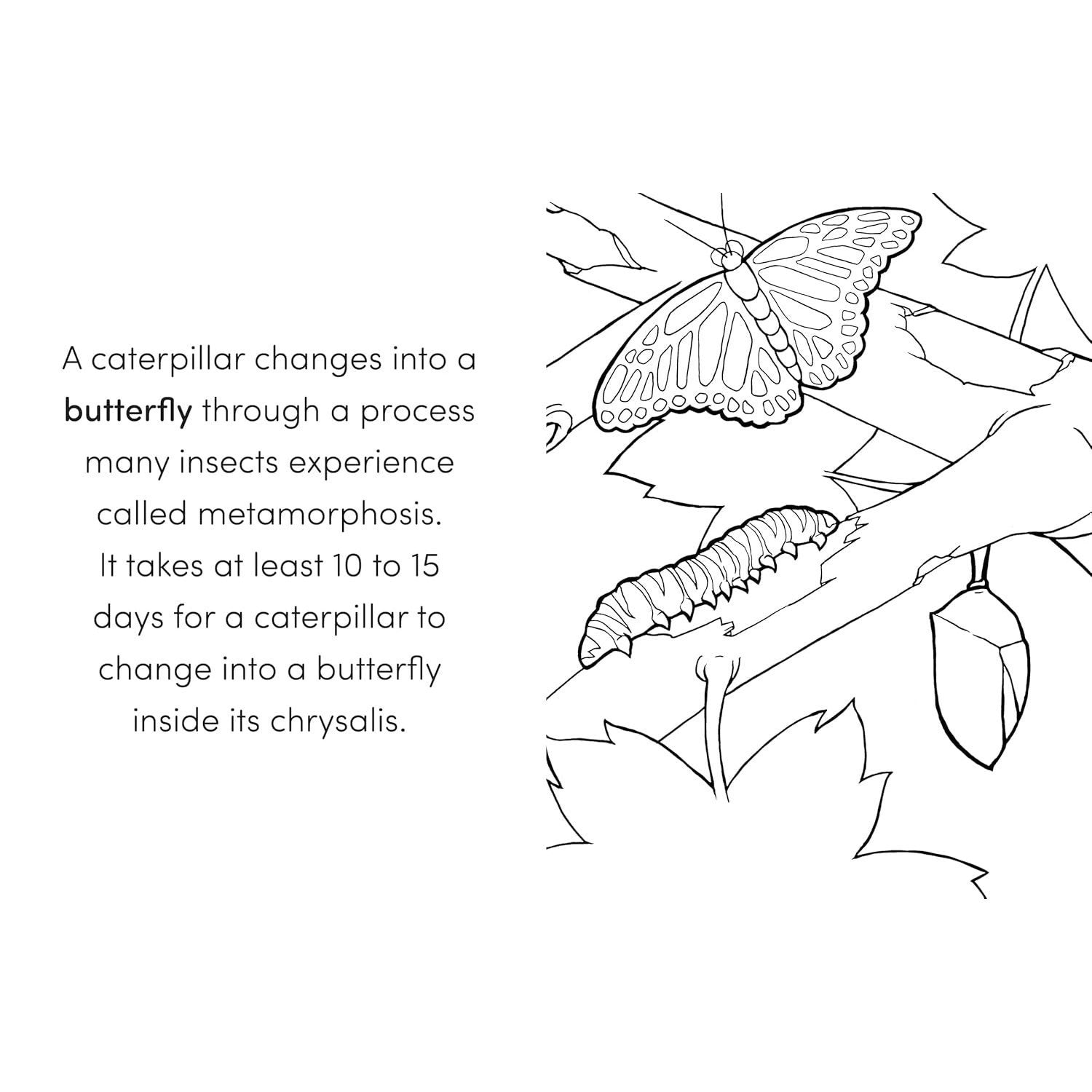 Bug Book for Kids: Coloring Fun and Awesome Facts (A Did You Know? Coloring Book) (Spiral Bound)