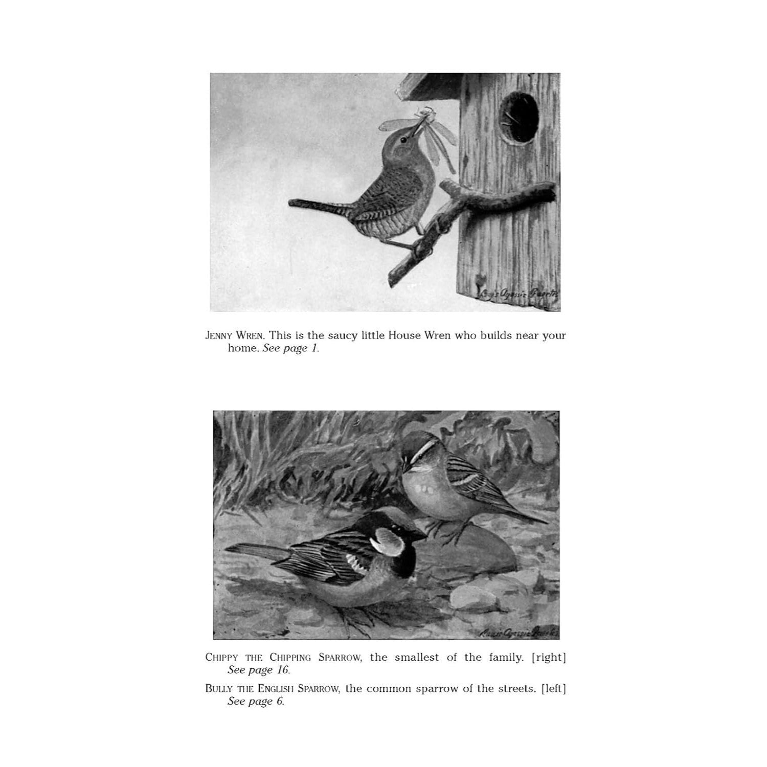 The Burgess Bird Book for Children
