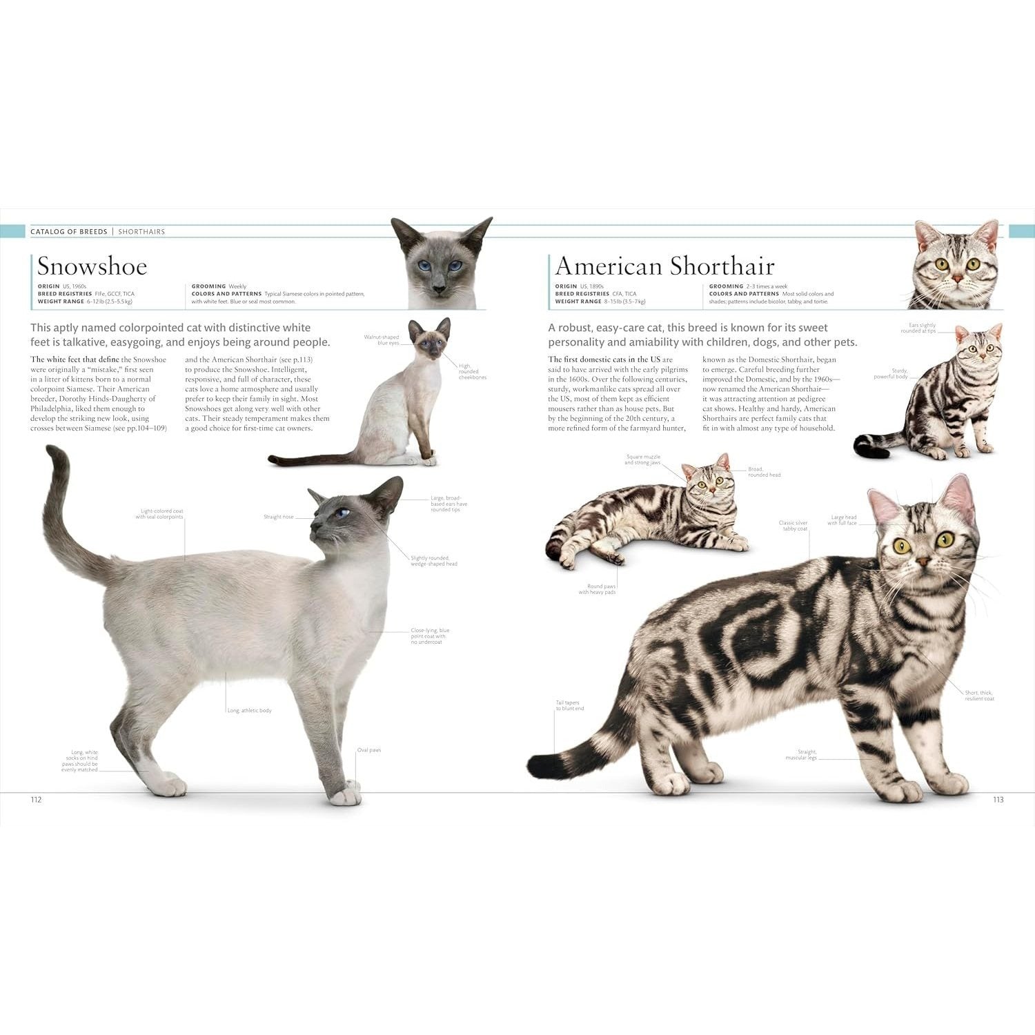 The Cat Encyclopedia: The Definitive Visual Guide (DK Pet Encyclopedias) (Spiral Bound)