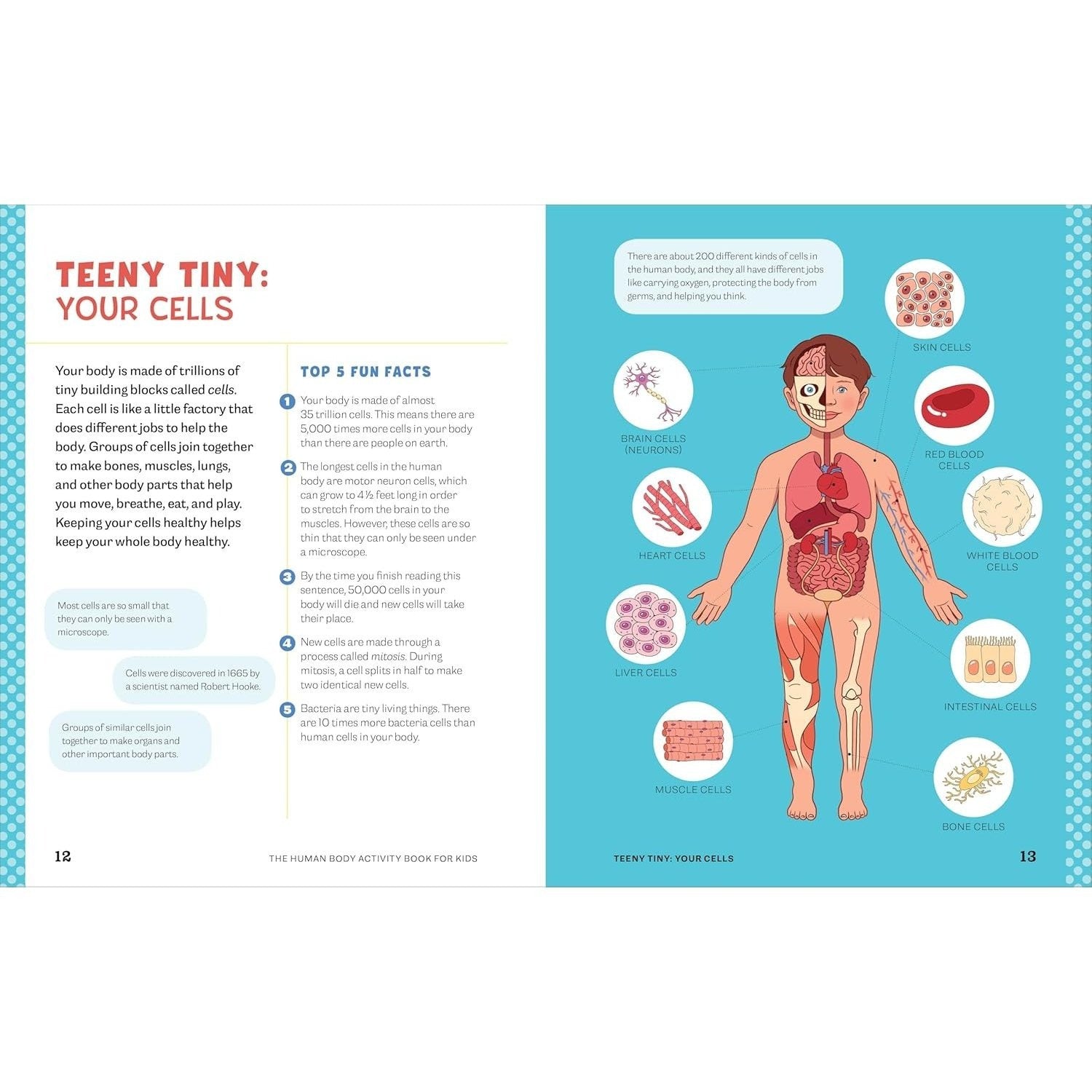 Human Body Activity Book for Kids: Hands-On Fun for Grades K-3 (Spiral Bound)